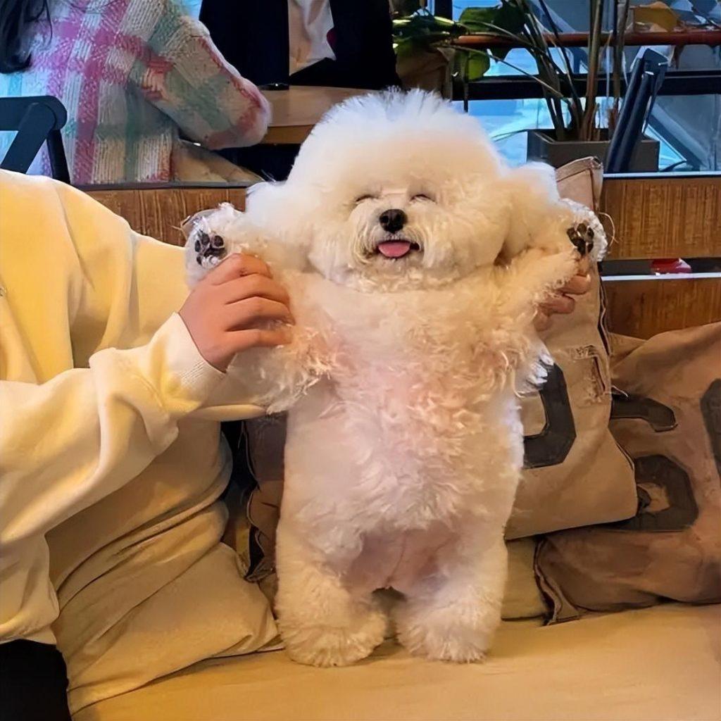 你想养狗吗?建议你选这几种长得好看又好养 你想养狗吗?建议你选这几种长得好看又好养