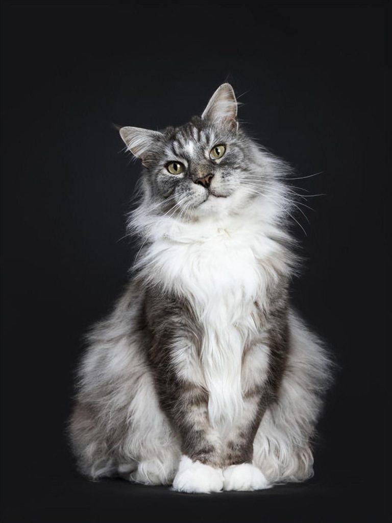 盘点世界上60种可爱的猫咪，各种各样的，有你喜欢的吗？