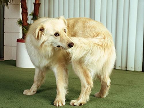 为什么狗狗会咬自己的腿和尾巴？狗狗咬自己的腿和尾巴的原因有5种