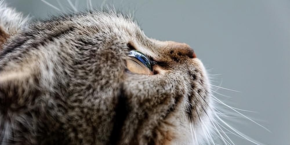 新手养宠 | 猫的眼屎是怎样产生的？什么样的眼屎是健康的？