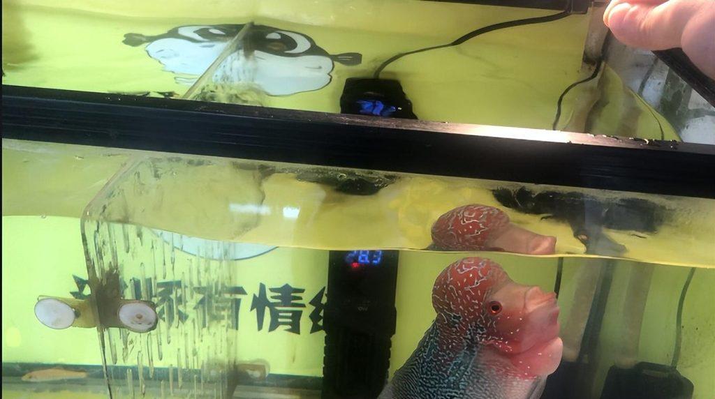 罗汉鱼的互动性如何训练?罗汉鱼互动性追手训练教程(罗汉鱼怎么互动好看) 罗汉鱼的互动性如何训练?罗汉鱼互动性追手训练教程(罗汉鱼怎么互动好看)