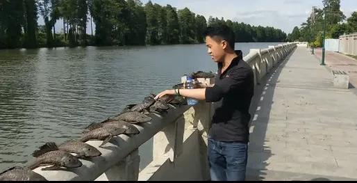 清道夫到底是什么鱼?它究竟有多可怕? 清道夫到底是什么鱼?它究竟有多可怕?