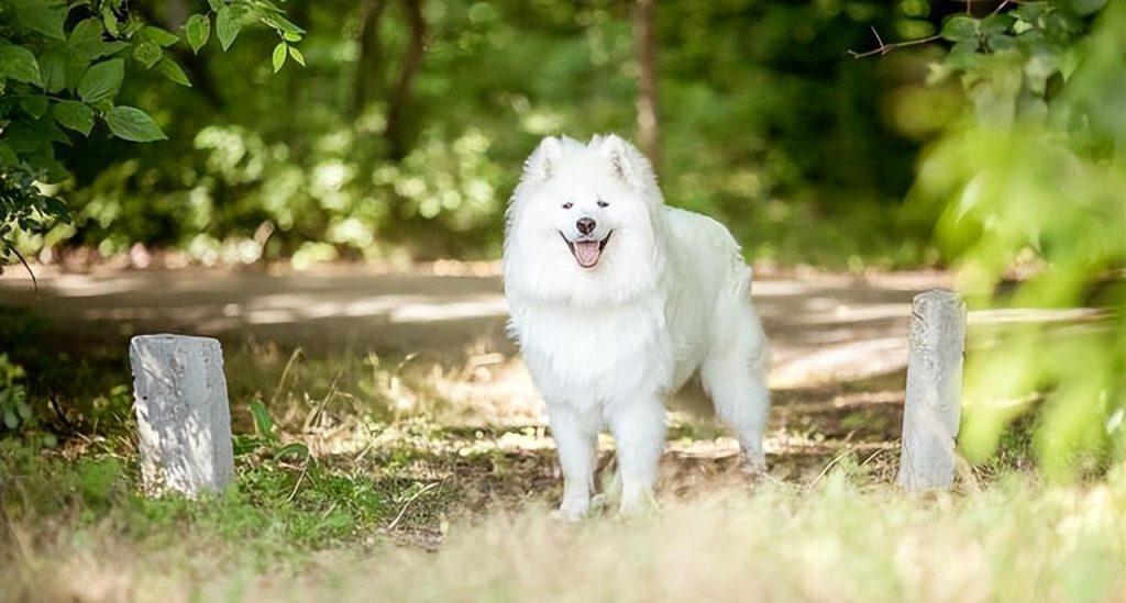 萨摩耶犬呕吐怎么办?有什么办法可以缓解它的痛苦? 萨摩耶犬呕吐怎么办?有什么办法可以缓解它的痛苦?