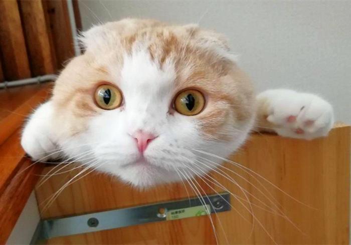 给猫咪补钙最错误的是什么?吃生肉的猫咪不补钙才会受伤害 给猫咪补钙最错误的是什么?吃生肉的猫咪不补钙才会受伤害