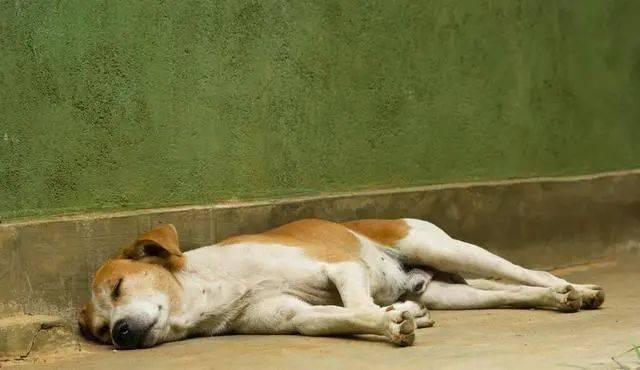 狗狗睡觉就像小天使，这八种睡姿，你能看懂为什么狗狗会那样睡觉吗？