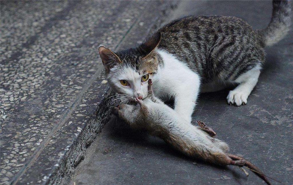 母猫交配后，为什么会满地打滚，是很痛苦的表现吗？