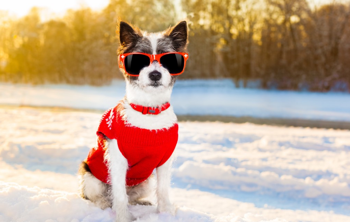 有没有给狗狗做好防寒保暖措施？11条“冬季养狗”小知识，养狗人必备