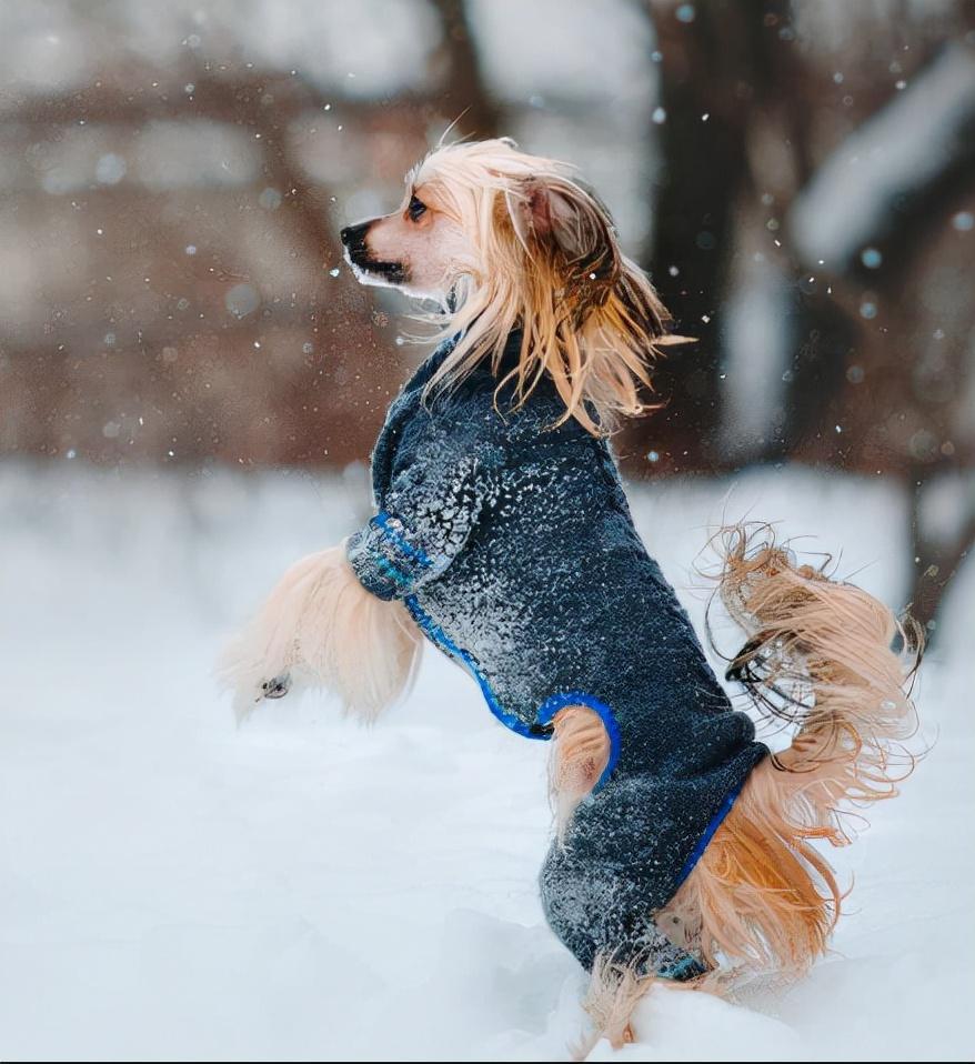 有没有给狗狗做好防寒保暖措施？11条“冬季养狗”小知识，养狗人必备