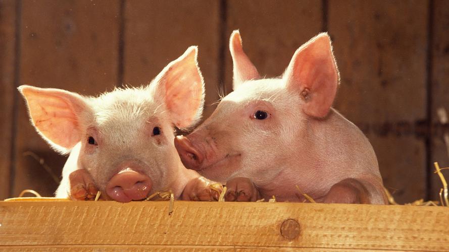 猪为什么会吃土？猪吃土是什么原因怎么治？猪吃土会导致什么病？