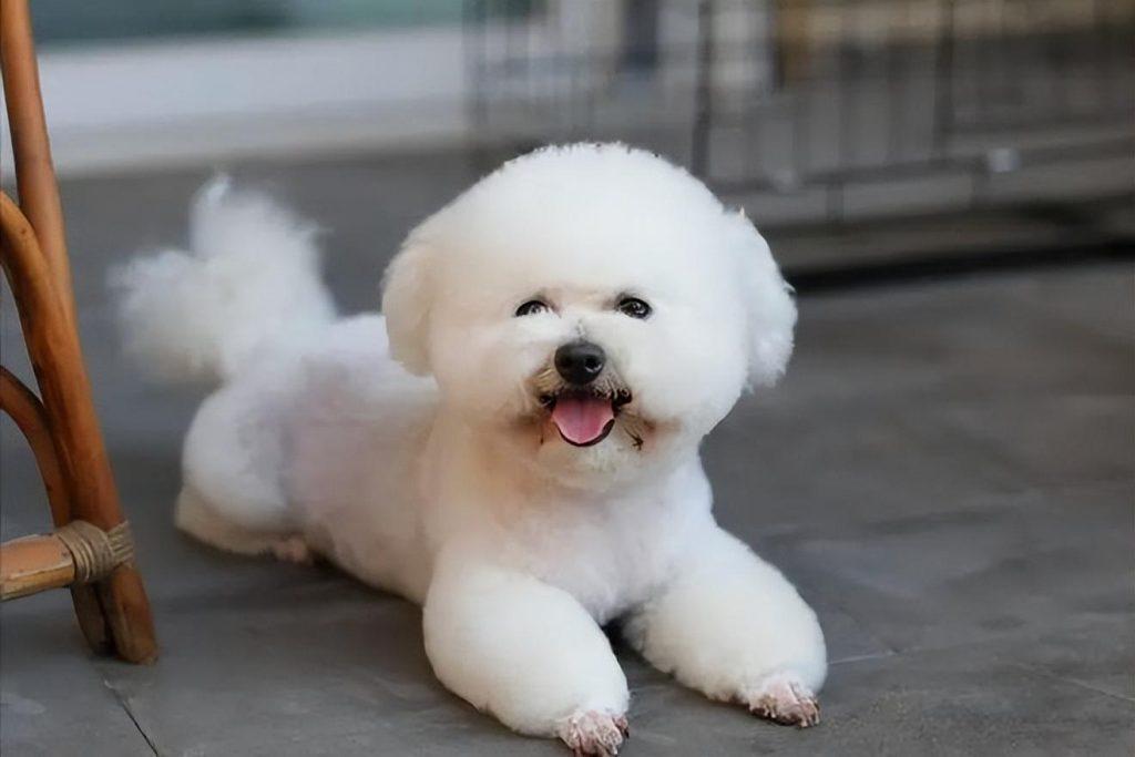 比熊犬:它和泰迪到底是什么关系,你知道它的来历吗? 比熊犬:它和泰迪到底是什么关系,你知道它的来历吗?