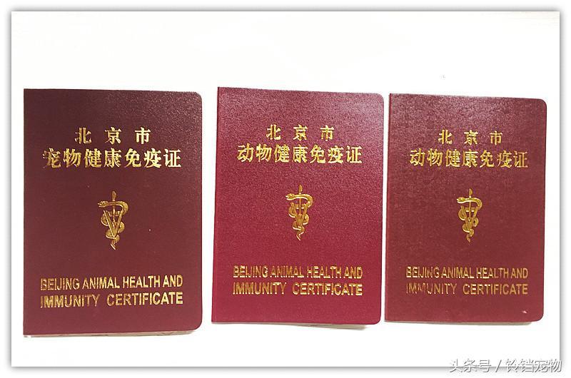 在北京怎么给狗狗上户口?解读北京市有关养犬的条例规定 在北京怎么给狗狗上户口?解读北京市有关养犬的条例规定