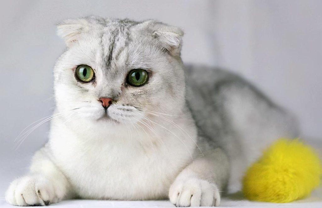 苏格兰折耳猫吃哪种猫粮好?苏格兰折耳猫适合吃什么猫粮? 苏格兰折耳猫吃哪种猫粮好?苏格兰折耳猫适合吃什么猫粮?