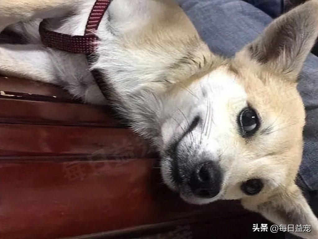 前主人不想养廉价的狗,把狗狗抛弃到20公里外,狗狗的血统真的重要吗? 前主人不想养廉价的狗,把狗狗抛弃到20公里外,狗狗的血统真的重要吗?