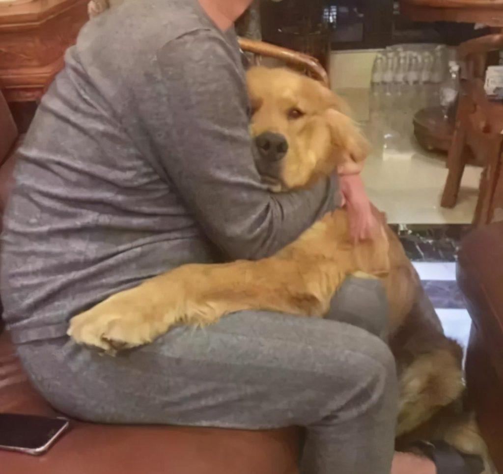 狗狗为什么怕鞭炮呢?狗的听力要比人灵敏很多 狗狗为什么怕鞭炮呢?狗的听力要比人灵敏很多