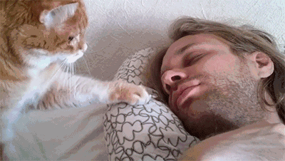 猫咪一到早上就叫,这是为什么?真相是这样的(猫咪早上叫是什么原因) 猫咪一到早上就叫,这是为什么?真相是这样的(猫咪早上叫是什么原因)