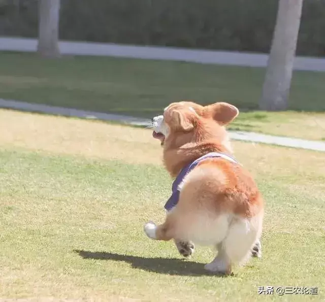 拉稀腹泻是狗多发的疾病怎么处理?狗狗可尝试中医方法吗? 拉稀腹泻是狗多发的疾病怎么处理?狗狗可尝试中医方法吗?