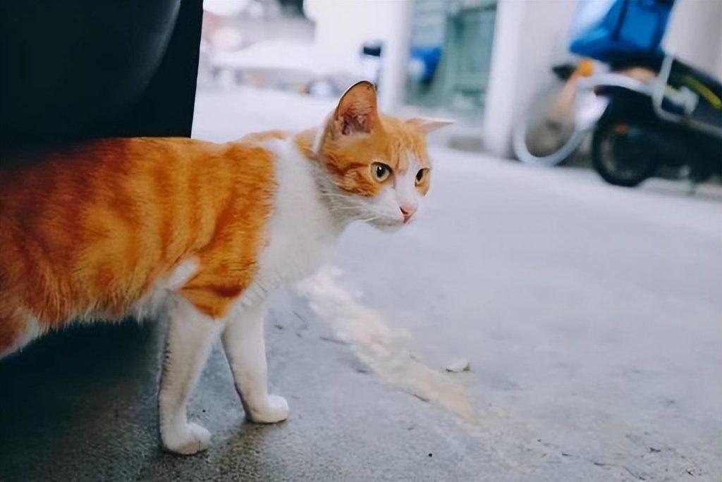 猫咪离家出走的原因,很大原因是主人伤害了它 猫咪离家出走的原因,很大原因是主人伤害了它