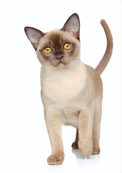 盘点世界上60种可爱的猫咪,各种各样的,有你喜欢的吗? 盘点世界上60种可爱的猫咪,各种各样的,有你喜欢的吗?