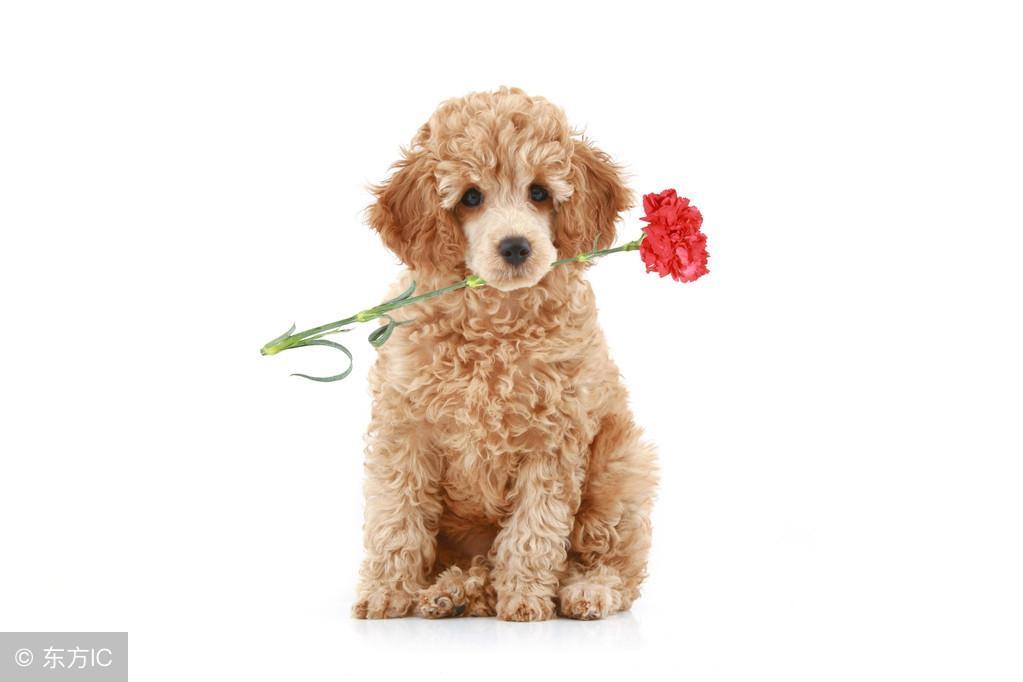 雌雄贵宾犬你还不会分辨?它们是个性差异比性别差异,从两方面对比雌雄 雌雄贵宾犬你还不会分辨?它们是个性差异比性别差异,从两方面对比雌雄