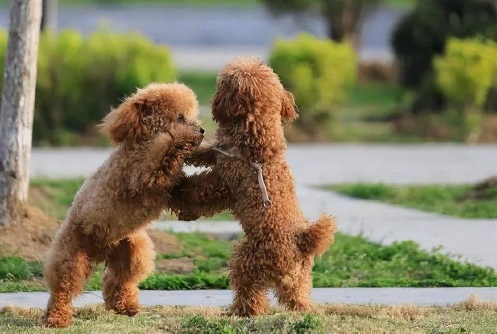 你为什么不会养泰迪犬?看完你还会养吗? 你为什么不会养泰迪犬?看完你还会养吗?