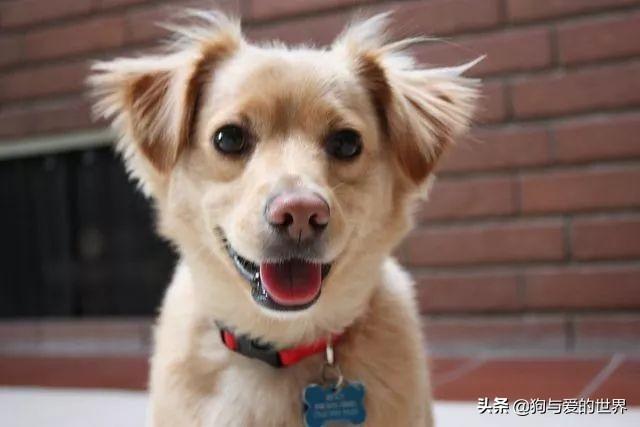 你喜欢狗狗混血宝宝吗?金毛和德牧的混血儿?这颜值也太高了吧 你喜欢狗狗混血宝宝吗?金毛和德牧的混血儿?这颜值也太高了吧