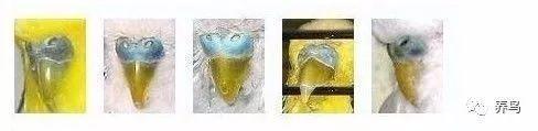 虎皮鹦鹉怎么分公母？分享虎皮鹦鹉分辨公母最准确的方法