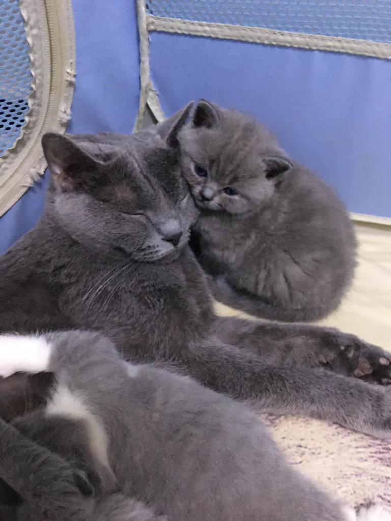给猫主子打造柔顺“秀发”!推荐4款天然粮,对猫咪毛发有影响 给猫主子打造柔顺“秀发”!推荐4款天然粮,对猫咪毛发有影响