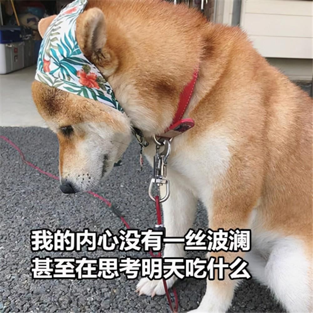 为什么狗狗在交配中会惨叫呢?有这几个原因 为什么狗狗在交配中会惨叫呢?有这几个原因
