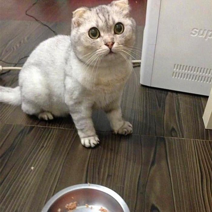 给猫咪补钙最错误的是什么?吃生肉的猫咪不补钙才会受伤害 给猫咪补钙最错误的是什么?吃生肉的猫咪不补钙才会受伤害
