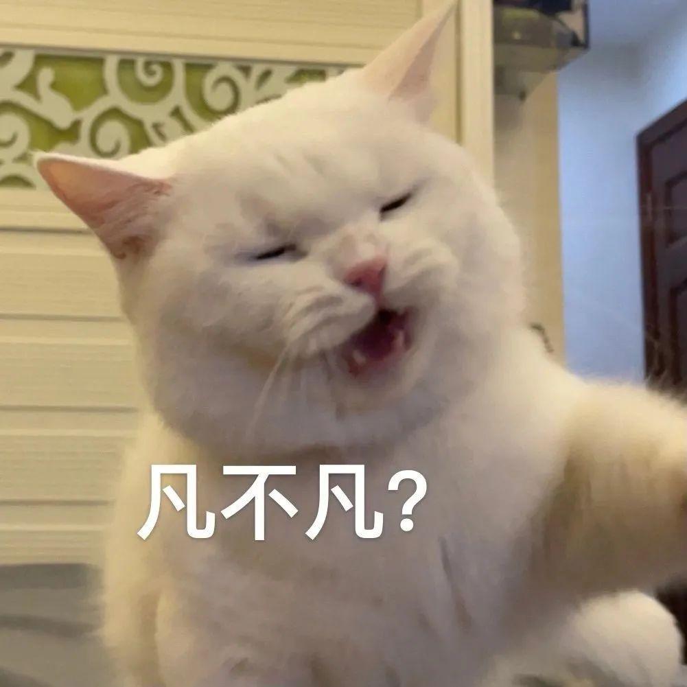 关于猫咪交配的这些事,你都了解了吗? 关于猫咪交配的这些事,你都了解了吗?
