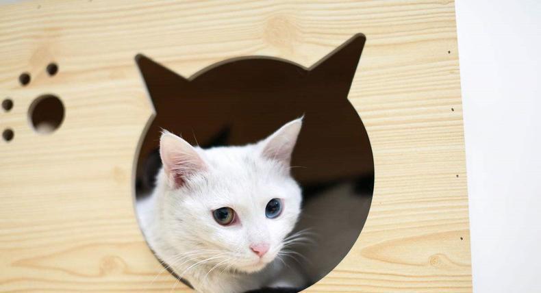 猫咪的性格是天生的吗?有先天的,后天因素影响也很大的 猫咪的性格是天生的吗?有先天的,后天因素影响也很大的