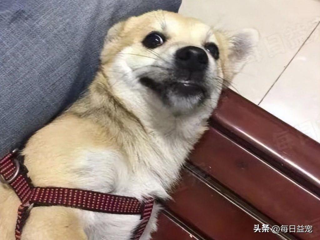 前主人不想养廉价的狗,把狗狗抛弃到20公里外,狗狗的血统真的重要吗? 前主人不想养廉价的狗,把狗狗抛弃到20公里外,狗狗的血统真的重要吗?