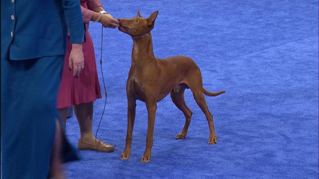 法老王猎犬资料简介：这狗狗瘦小但跑得快，毛发较短难以抵御冬天
