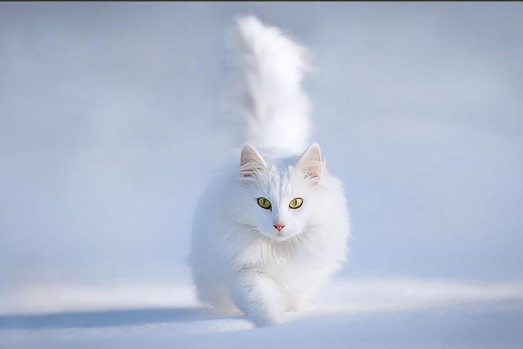 盘点世界上60种可爱的猫咪,各种各样的,有你喜欢的吗? 盘点世界上60种可爱的猫咪,各种各样的,有你喜欢的吗?