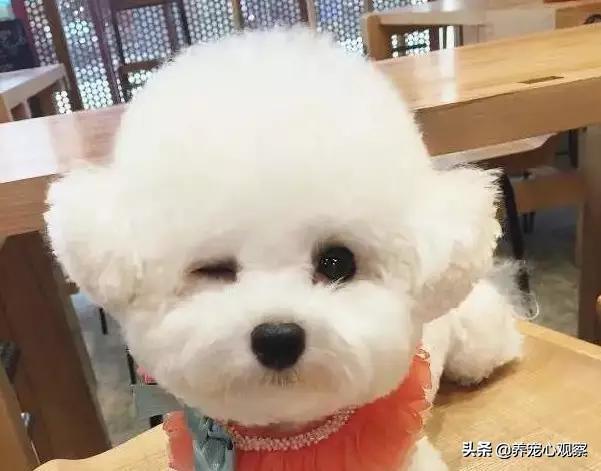 狗狗吐黄水怎么回事?有什么治疗方法可以帮助缓解? 狗狗吐黄水怎么回事?有什么治疗方法可以帮助缓解?