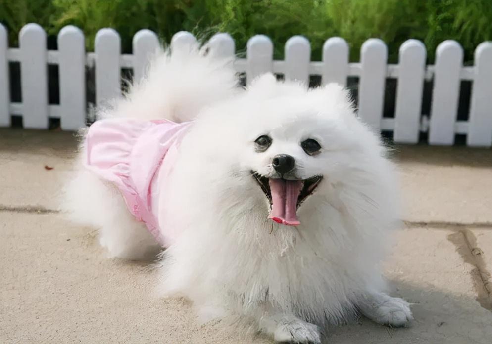 博美犬抱大腿的行为,有这些含义一般人都不懂 博美犬抱大腿的行为,有这些含义一般人都不懂