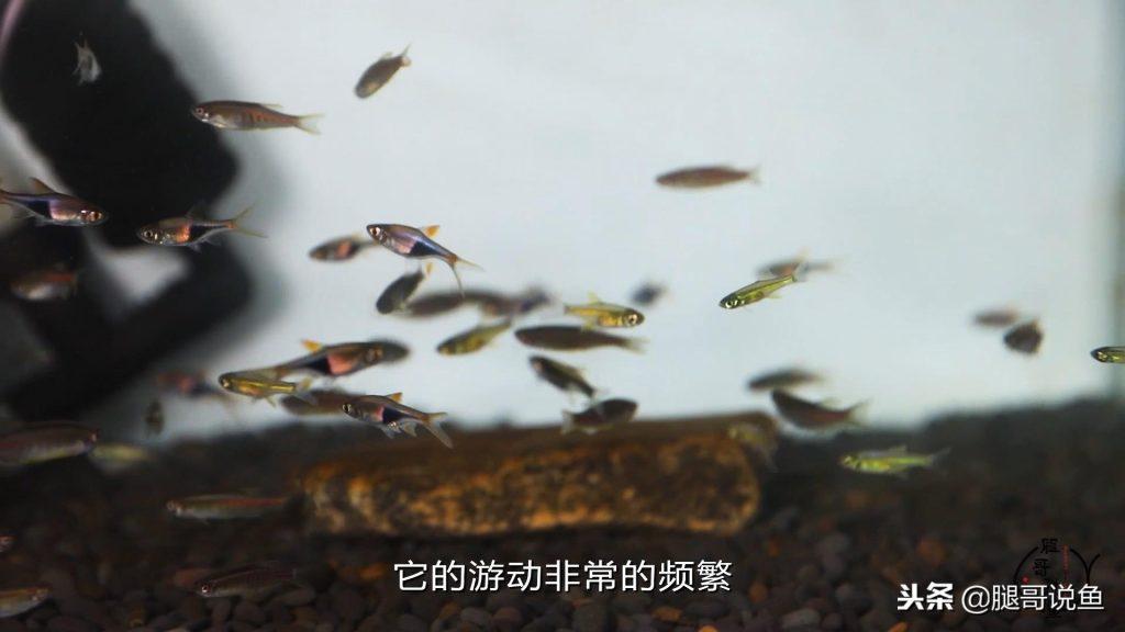 一款凶悍的迷你灯鱼——绿晶灯要如何饲养?如何发色?一起看看吧 一款凶悍的迷你灯鱼——绿晶灯要如何饲养?如何发色?一起看看吧