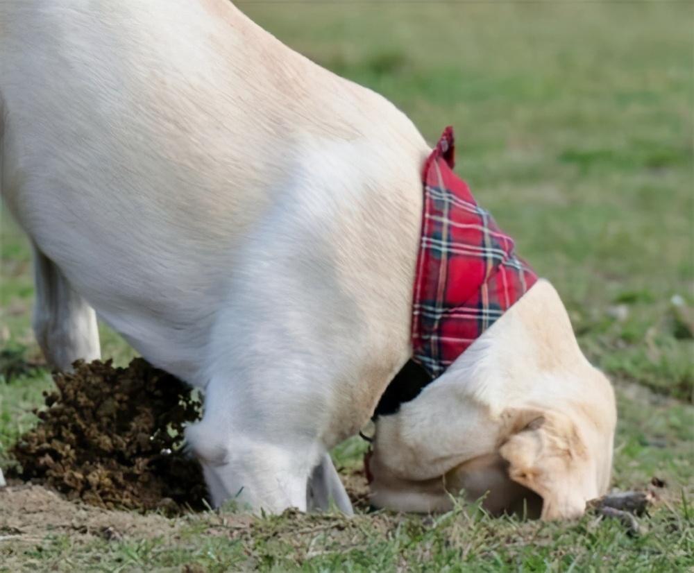为什么狗狗舔自己的尿液？都是缺乏微量元素惹的祸