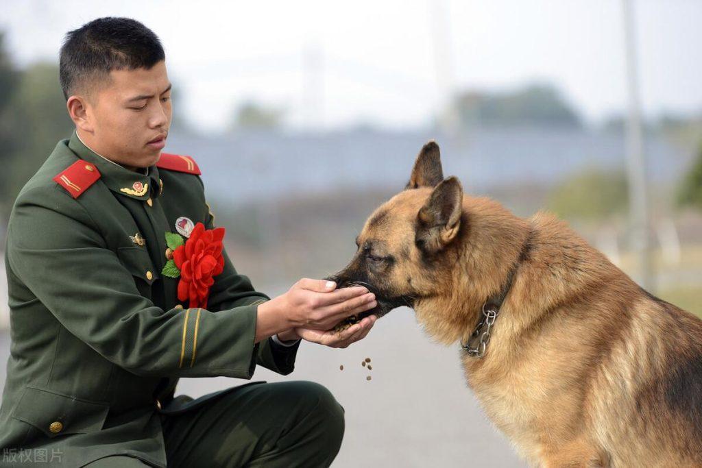 德牧为什么被称为警犬之光，原因是这6点，太受欢迎了