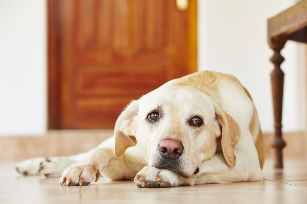 很多狗都会有的5种心理疾病，你家狗狗中了哪一种？