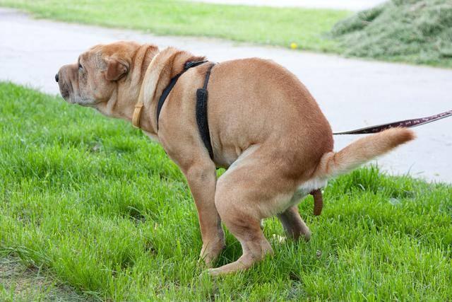 为什么狗狗的便便很臭？原来是这五个原因你知道吗？