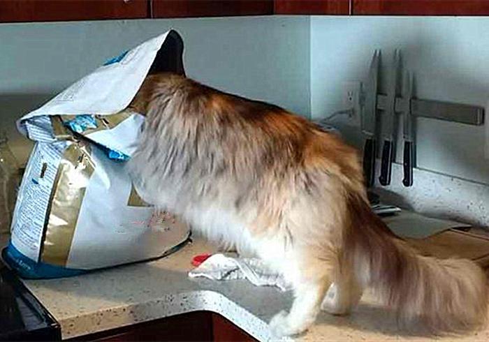 给猫咪补钙最错误的是什么？吃生肉的猫咪不补钙才会受伤害