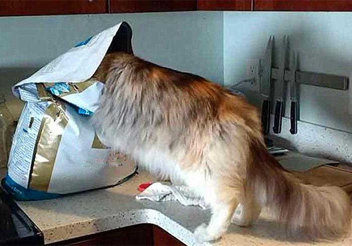 给猫咪补钙最错误的是什么?吃生肉的猫咪不补钙才会受伤害 给猫咪补钙最错误的是什么?吃生肉的猫咪不补钙才会受伤害