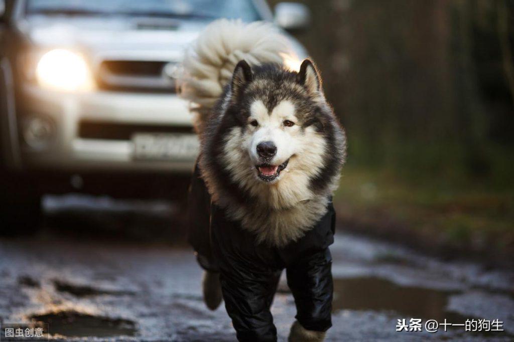 哪些原因会让狗跛行?跛行属于紧急情况吗?主人该如何处理? 哪些原因会让狗跛行?跛行属于紧急情况吗?主人该如何处理?