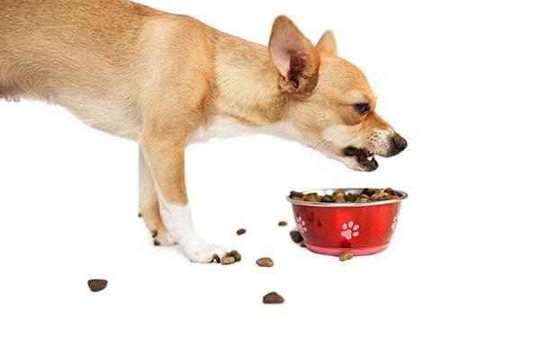 你家狗狗很护食吗？送你几招最走心的护食训练法给狗喂饭妥妥的