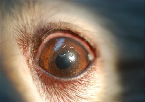狗狗常见的八种眼科疾病，主人需特别注意否则它们会让狗狗从此失明