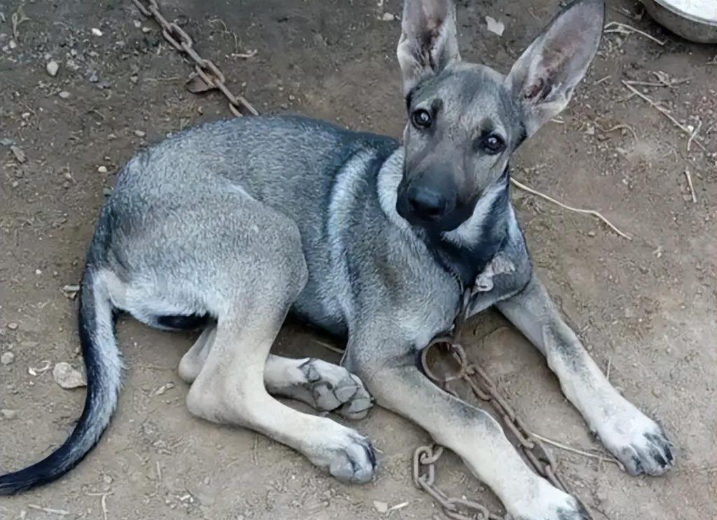 我国最可怕的六种猛犬,个个威猛霸气不输国外犬种