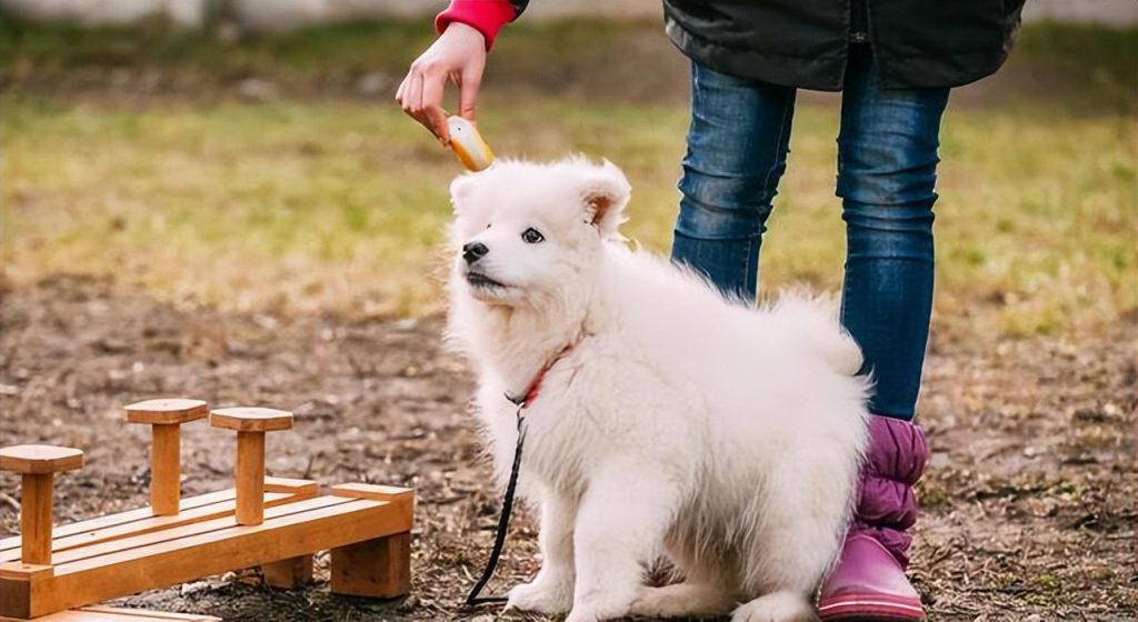 萨摩耶犬呕吐怎么办?有什么办法可以缓解它的痛苦? 萨摩耶犬呕吐怎么办?有什么办法可以缓解它的痛苦?