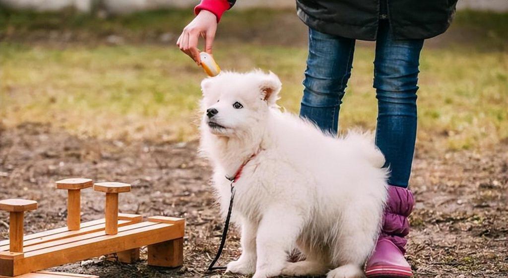 萨摩耶犬呕吐怎么办？有什么办法可以缓解它的痛苦？