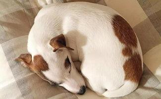 狗狗睡觉就像小天使，这八种睡姿，你能看懂为什么狗狗会那样睡觉吗？